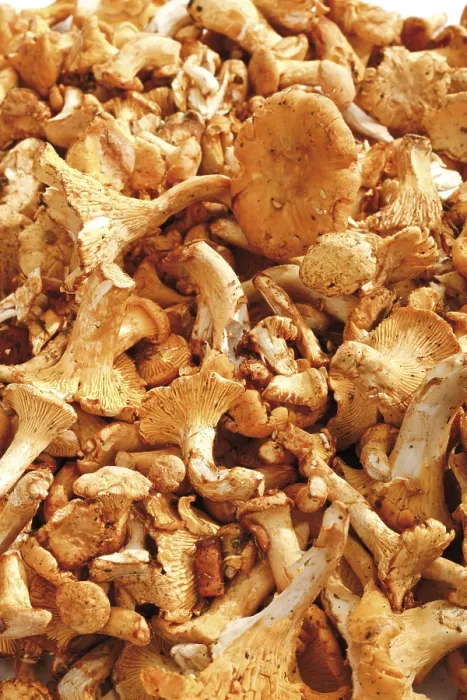 Gerahmter Druck : Chanterelles Gerahmter Druck : Chanterelles