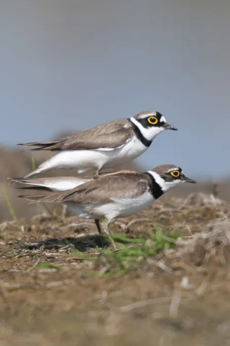 Gerahmter Druck : Charadrius dubius, Gemeine Schnepfe Gerahmter Druck : Charadrius dubius, Gemeine Schnepfe