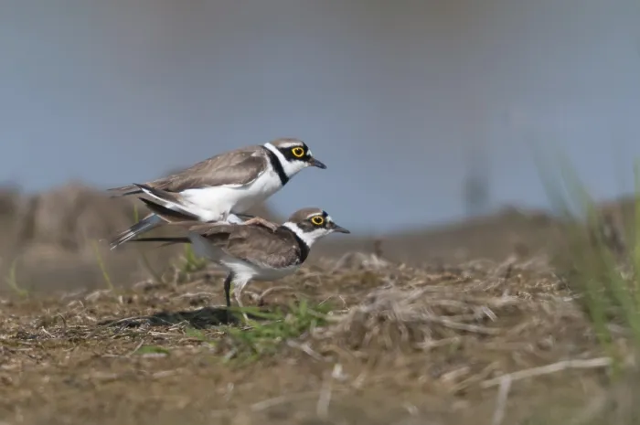 Gerahmter Druck : Charadrius dubius, Gemeiner Treppelecker Gerahmter Druck : Charadrius dubius, Gemeiner Treppelecker