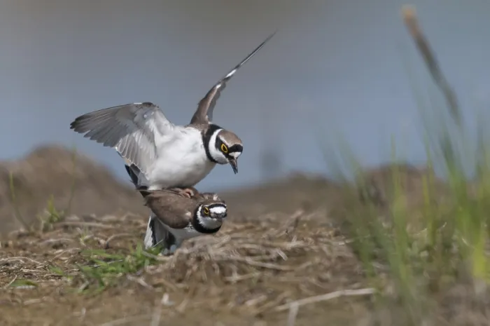 Gerahmter Druck : Charadrius dubius, Wiesenläufer Gerahmter Druck : Charadrius dubius, Wiesenläufer