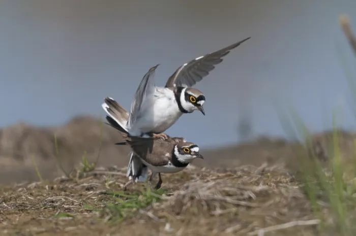 Gerahmter Druck : Charadrius dubius, Gemeiner Treppelecker Gerahmter Druck : Charadrius dubius, Gemeiner Treppelecker