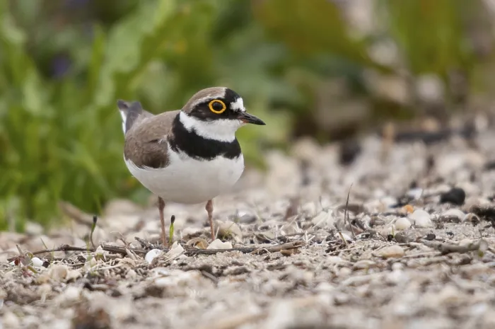 Gerahmter Druck : Charadrius dubius, Pfeifente, Kleiner Ringschnepf. Gerahmter Druck : Charadrius dubius, Pfeifente, Kleiner Ringschnepf.
