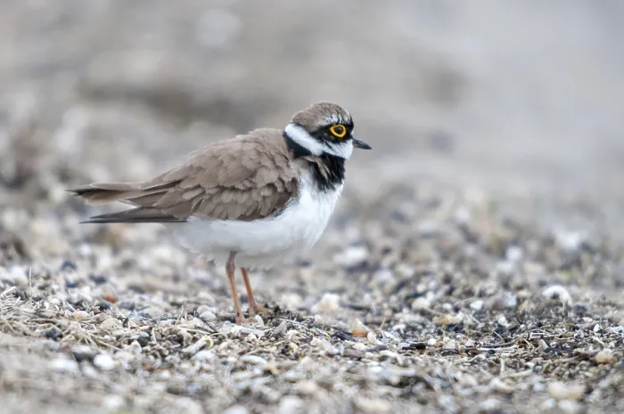 Gerahmter Druck : Charadrius dubius, Pfeifente, Kleiner Ringschnepf. Gerahmter Druck : Charadrius dubius, Pfeifente, Kleiner Ringschnepf.