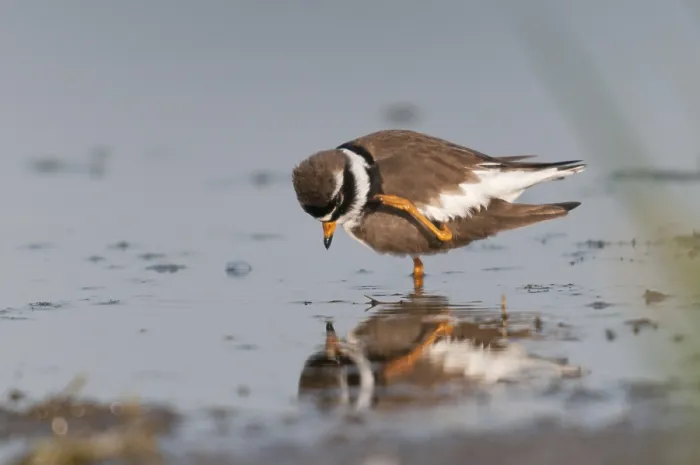 Gerahmter Druck : Charadrius hiaticula, Ringelstrandläufer. Gerahmter Druck : Charadrius hiaticula, Ringelstrandläufer.