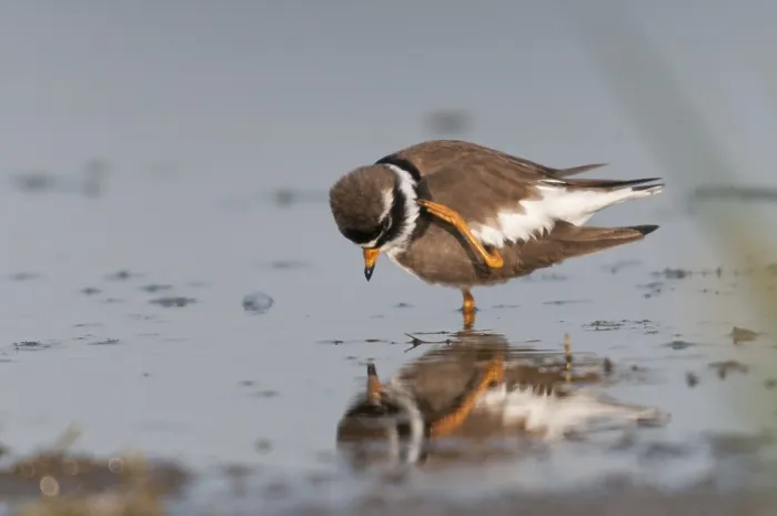 Gerahmter Druck : Charadrius hiaticula, Ringelstrandläufer Gerahmter Druck : Charadrius hiaticula, Ringelstrandläufer