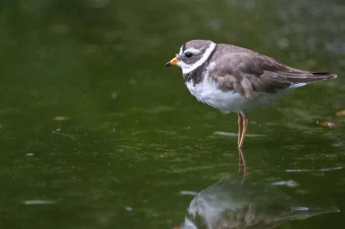 Gerahmter Druck : Charadrius hiaticula, Ringelgänsefuß. Gerahmter Druck : Charadrius hiaticula, Ringelgänsefuß.