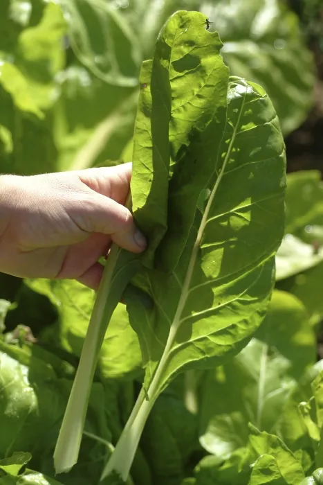 Gerahmter Druck : Chard Gerahmter Druck : Chard