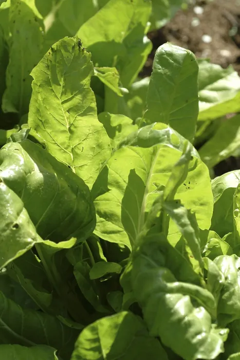 Gerahmter Druck : Chard Gerahmter Druck : Chard