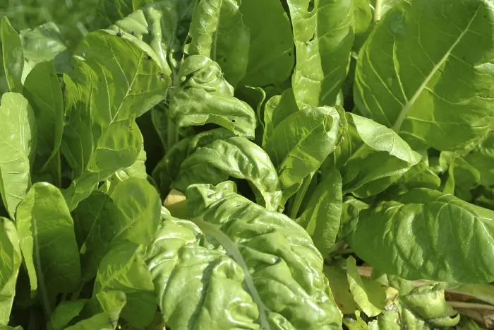 Gerahmter Druck : Chard Gerahmter Druck : Chard