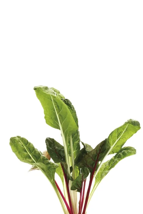 Gerahmter Druck : Chard, Silberblattkohl und Mangold Gerahmter Druck : Chard, Silberblattkohl und Mangold