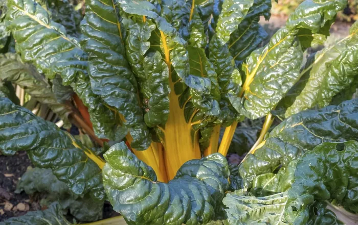 Gerahmter Druck : Rettich, gelbstieliger, Gemüsegarten. Gerahmter Druck : Rettich, gelbstieliger, Gemüsegarten.