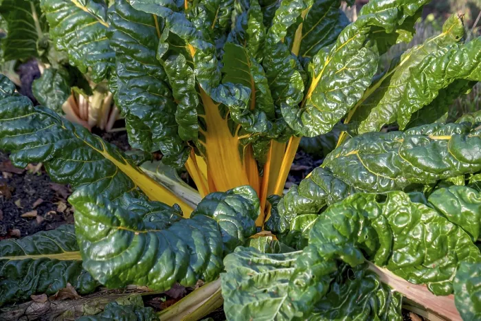 Gerahmter Druck : Chard, gelbstielige, Gemüsebeet. Gerahmter Druck : Chard, gelbstielige, Gemüsebeet.