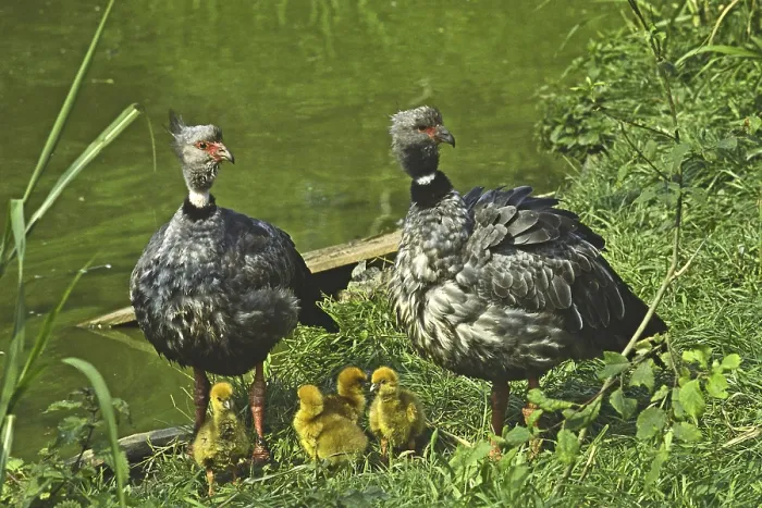 Gerahmter Druck : Chayas mit jungen Tieren. Gerahmter Druck : Chayas mit jungen Tieren.