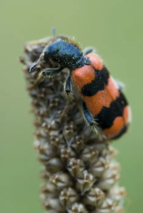 Gerahmter Druck : Gefleckter Bienenkäfer (Trichodes apiarius) Gerahmter Druck : Gefleckter Bienenkäfer (Trichodes apiarius)