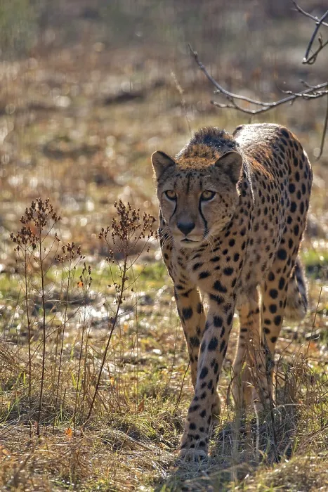 Gerahmter Druck : Cheeta in der Wildnis. Gerahmter Druck : Cheeta in der Wildnis.