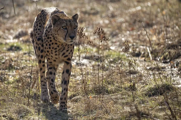 Gerahmter Druck : Ein Cheetah in freier Wildbahn auf einer Lichtung. Gerahmter Druck : Ein Cheetah in freier Wildbahn auf einer Lichtung.