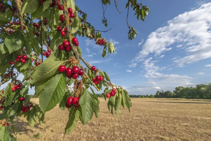 Gerahmter Druck : Kirschen auf Kirschbaum im Anfang Juni. Gerahmter Druck : Kirschen auf Kirschbaum im Anfang Juni.