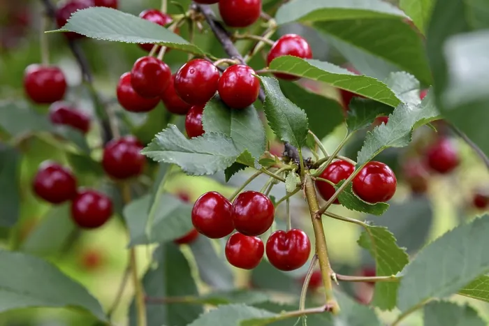 Gerahmter Druck : Kirschen an einer Kirschbaum, Mosbach. Gerahmter Druck : Kirschen an einer Kirschbaum, Mosbach.