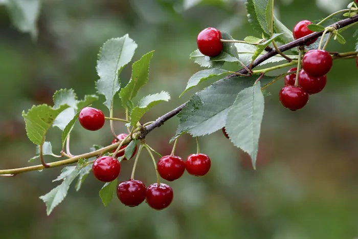 Gerahmter Druck : Kirschen an einem Kirschbaum, Mosbach. Gerahmter Druck : Kirschen an einem Kirschbaum, Mosbach.