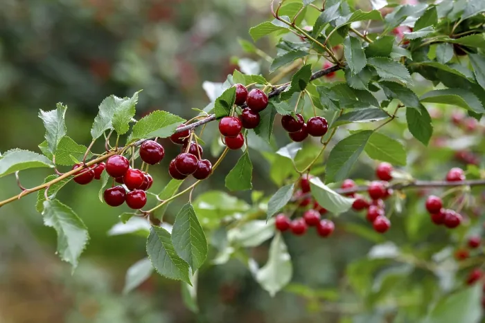 Gerahmter Druck : Kirschen an einer Kirschbaum, Mosbach. Gerahmter Druck : Kirschen an einer Kirschbaum, Mosbach.
