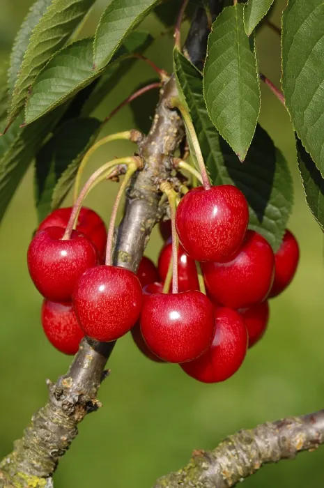 Gerahmter Druck : Kirschen auf dem Baum. Gerahmter Druck : Kirschen auf dem Baum.