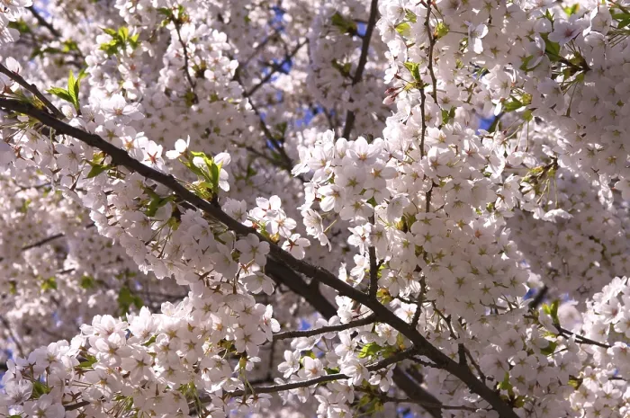 Gerahmter Druck : Kirschblüte Gerahmter Druck : Kirschblüte