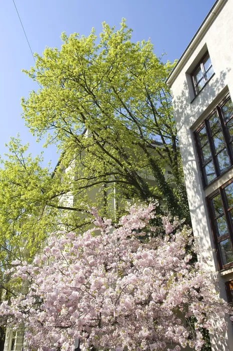 Gerahmter Druck : Kirschblüte. Gerahmter Druck : Kirschblüte.