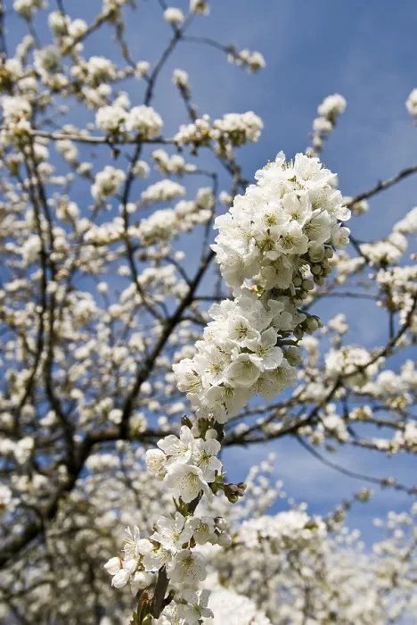 Gerahmter Druck : Kirschblüte Gerahmter Druck : Kirschblüte