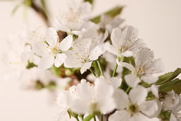 Gerahmter Druck : Kirschblüte Gerahmter Druck : Kirschblüte