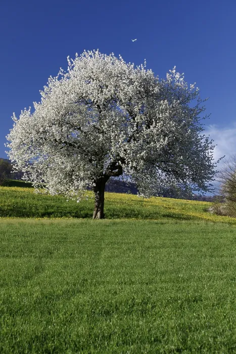 Gerahmter Druck : Kirschblüte, Aedermannsdorf Gerahmter Druck : Kirschblüte, Aedermannsdorf