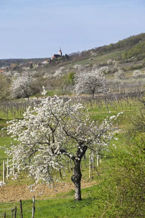 Gerahmter Druck : Kirschblüte, blühende Kirschenbäume. Gerahmter Druck : Kirschblüte, blühende Kirschenbäume.