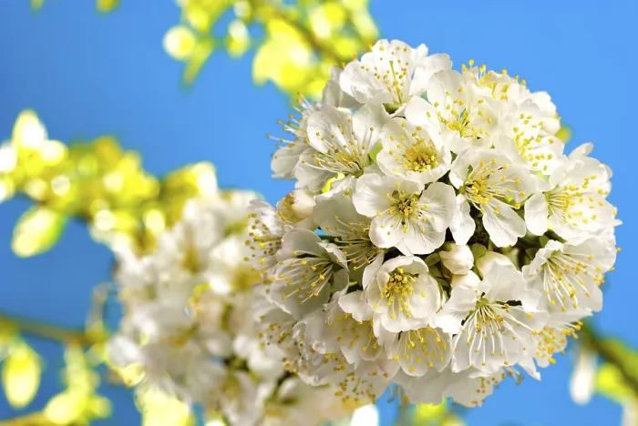 Gerahmter Druck : Kirschblüte mit Blättern und hellen Hintergrund. Gerahmter Druck : Kirschblüte mit Blättern und hellen Hintergrund.