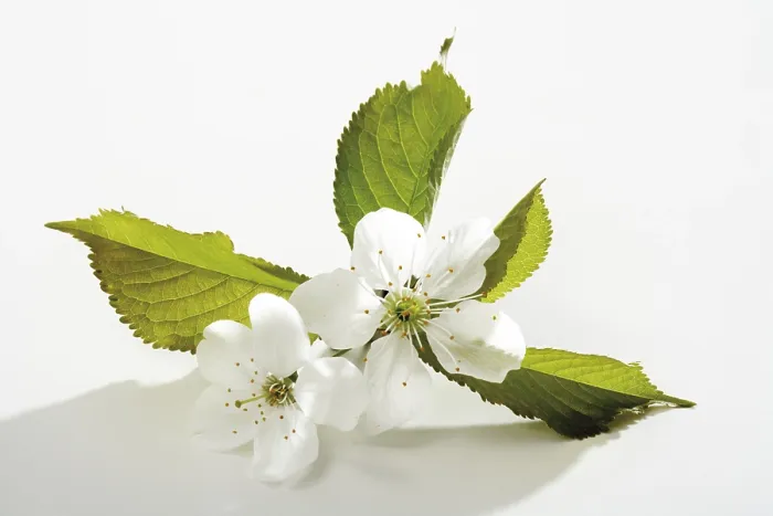 Gerahmter Druck : Kirschblüten Gerahmter Druck : Kirschblüten