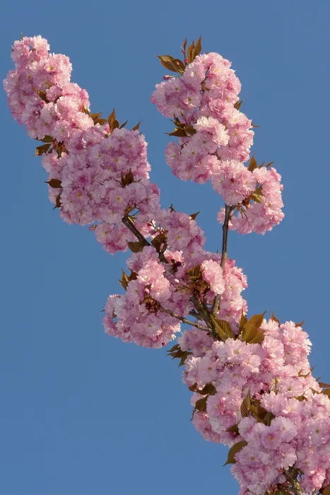 Gerahmter Druck : Kirschblüten Gerahmter Druck : Kirschblüten