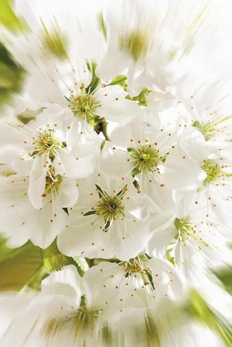 Gerahmter Druck : Kirschblüten Gerahmter Druck : Kirschblüten