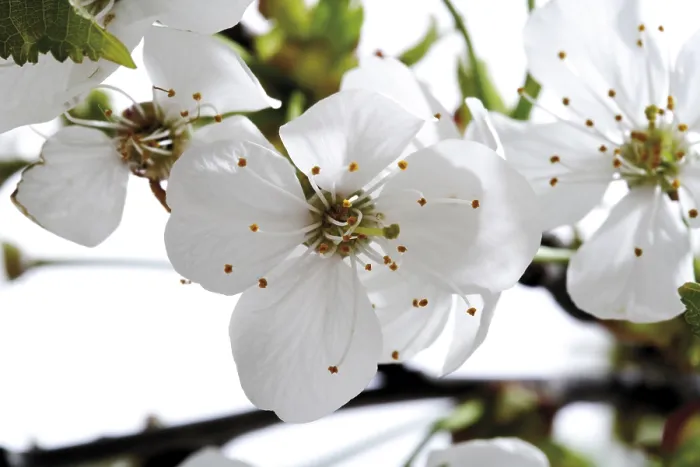 Gerahmter Druck : Kirschblüten Gerahmter Druck : Kirschblüten