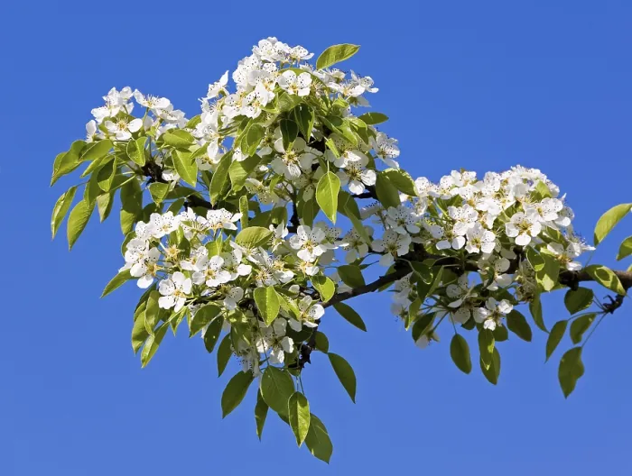 Gerahmter Druck : Kirschblüten Gerahmter Druck : Kirschblüten