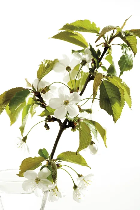 Gerahmter Druck : Kirschblüten Gerahmter Druck : Kirschblüten