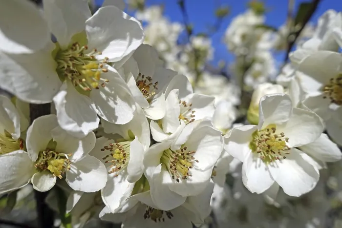 Gerahmter Druck : Kirschblüten Gerahmter Druck : Kirschblüten