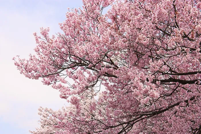 Gerahmter Druck : Kirschblüten, Kirsche, Kirschblüten