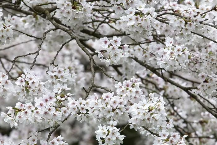Gerahmter Druck : Kirschblüten, Deutschland. Gerahmter Druck : Kirschblüten, Deutschland.