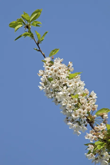 Gerahmter Druck : Kirschblüten (Prunus sp.) Gerahmter Druck : Kirschblüten (Prunus sp.)