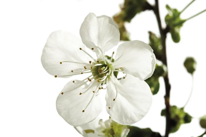 Gerahmter Druck : Kirschblüten auf einem Zweig. Gerahmter Druck : Kirschblüten auf einem Zweig.