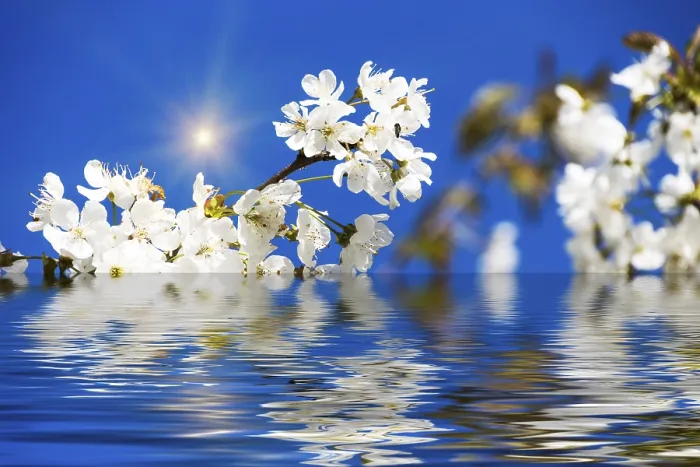 Gerahmter Druck : Kirschblüten mit weißen Blüten. Gerahmter Druck : Kirschblüten mit weißen Blüten.