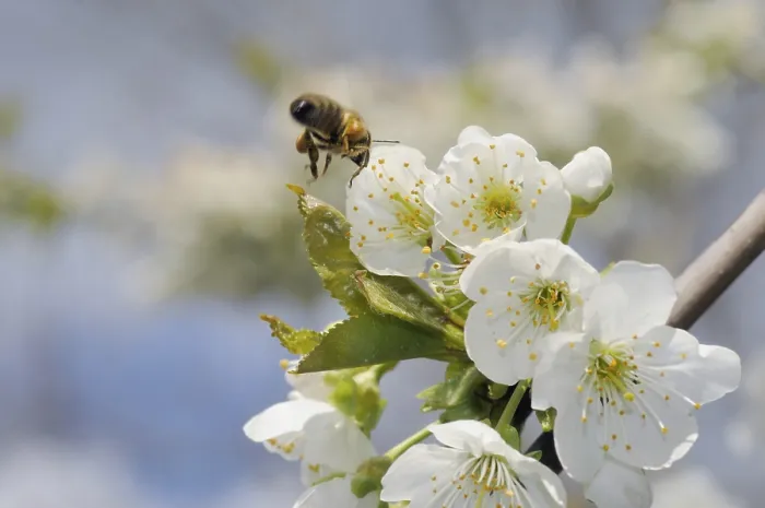 Gerahmter Druck : Kirsche, Kirschblüten, Prunus. Gerahmter Druck : Kirsche, Kirschblüten, Prunus.
