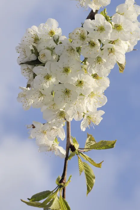 Gerahmter Druck : Kirsche, Kirschblüten, Prunus. Gerahmter Druck : Kirsche, Kirschblüten, Prunus.