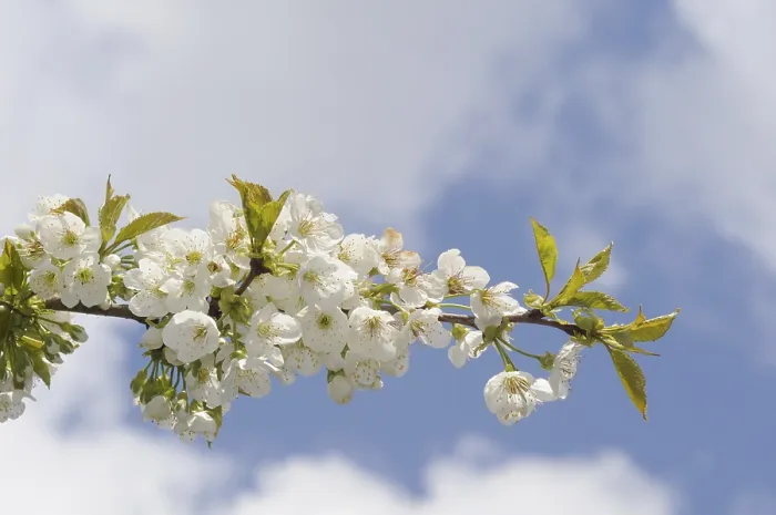 Gerahmter Druck : Kirsche, Kirschblüten, Prunus. Gerahmter Druck : Kirsche, Kirschblüten, Prunus.