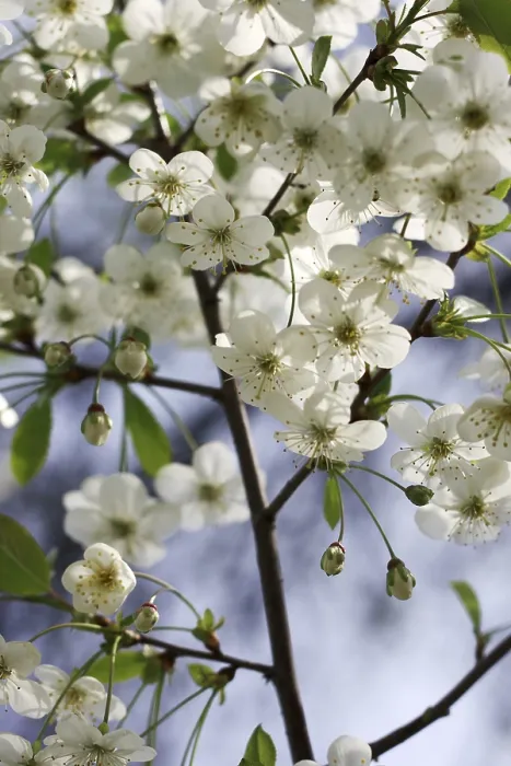 Gerahmter Druck : Kirschblüte auf Himmelshintergrund Gerahmter Druck : Kirschblüte auf Himmelshintergrund