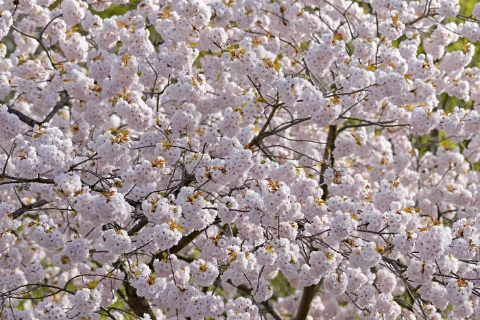 Gerahmter Druck : Kirsche (Prunus)-Baum bei der Kirschblüte. Gerahmter Druck : Kirsche (Prunus)-Baum bei der Kirschblüte.
