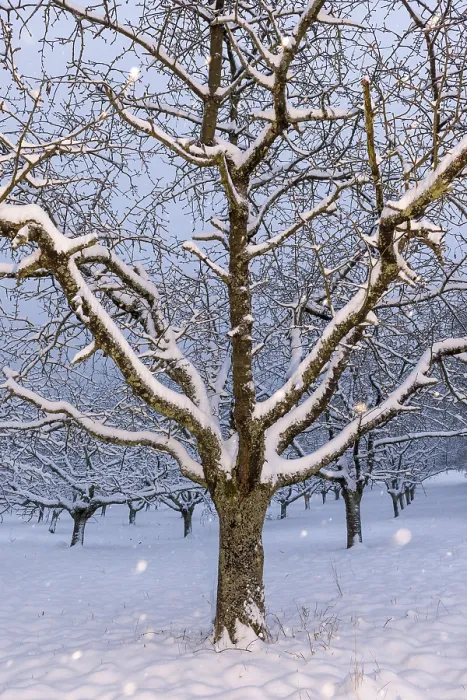 Gerahmter Druck : Kirsche (Prunus) Bäume Schneefall Gerahmter Druck : Kirsche (Prunus) Bäume Schneefall